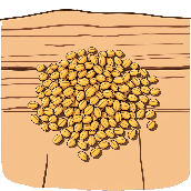 Crossword picture clue