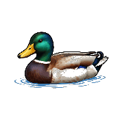 Crossword picture clue