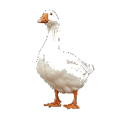 Crossword picture clue