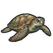 Crossword picture clue