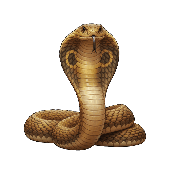 Crossword picture clue